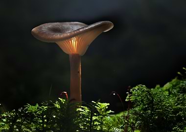 Glowing Mushroom in Mossy Forest