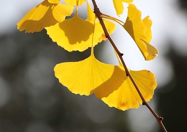 Ginkgo Leaves in Autumn Sunlight