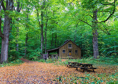 Cabin in the Woods with Autumn Leaves