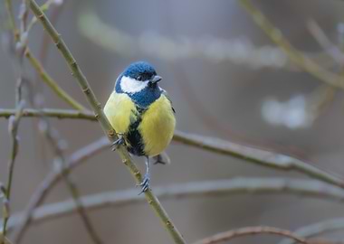 Great Tit Bird on a Branch