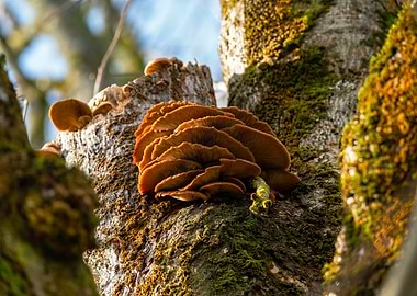 Mushrooms on a Mossy Tree Trunk