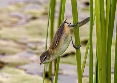 Bird clinging to reeds in nature