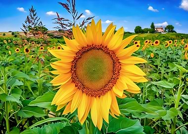 Marche Italy Sunflower field under a blue sky