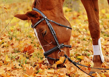 Horse Grazing in Autumn Leaves