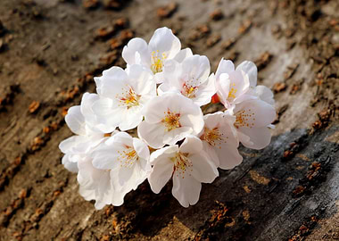 Cherry Blossoms on Tree Bark