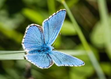 Close-up of a Blue Butterfly