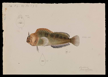 Antique Fish Illustration with Horn