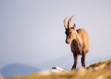 Alpine Ibex on Mountain Peak
