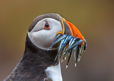 Puffin with Fish