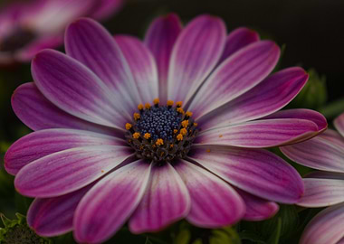 Purple and White Daisy Close-Up