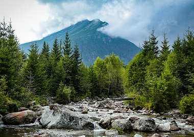 Mountain River Landscape with Forest in the High Tatras