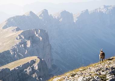 Ibex in the Mountains