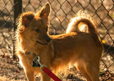 Small Brown Dog with Red Leash