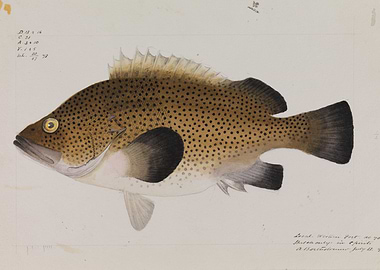Spotted Fish Illustration