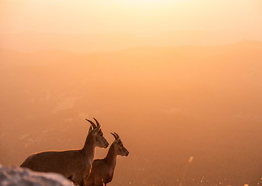 Two Ibex at Sunset