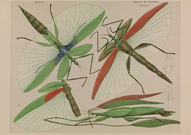 Zoology of Victoria: Insect Illustration