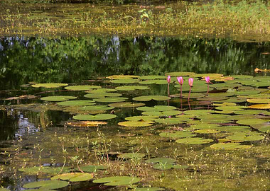 Lily Pads and Pink Flowers in Pond