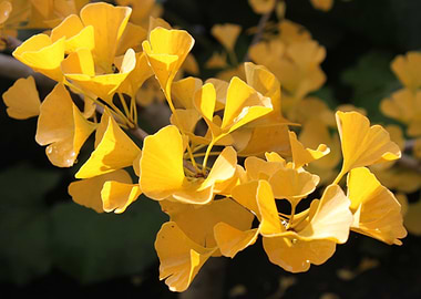 Ginkgo Biloba Yellow Leaves Close-Up