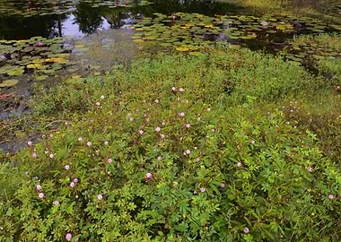Lily Pond with Mimosa flowers