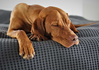 Sleeping Vizsla Dog on Gray Bed