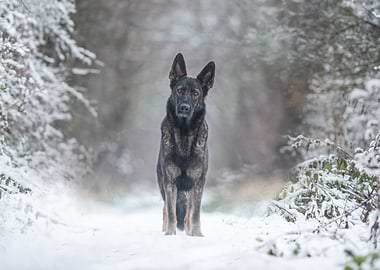 German Shepherd in Winter Wonderland