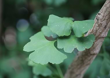 Ginkgo Biloba Leaves on Branch