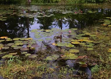 Lily Pond with Reflections