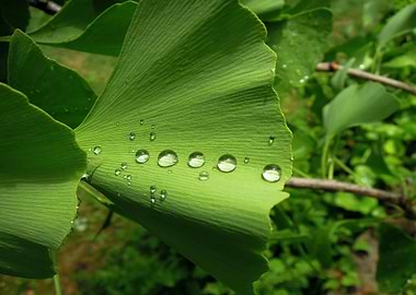 Ginkgo Leaf with Water Droplets