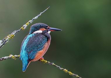 Kingfisher Perched on Branch