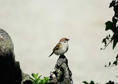 Sparrow perched on a rock
