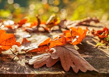 Autumn Leaves on Wooden Surface
