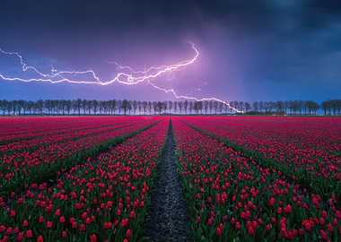 Tulip Field Under Lightning Storm