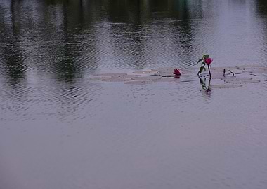 Water Lilies in a Pond