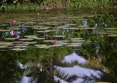 Water Lilies in a Pond