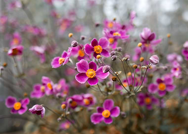 Pink Anemone Flowers in Bloom