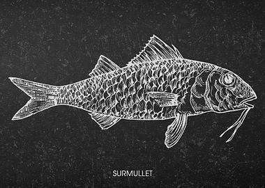 Surmullet Fish Chalkboard Illustration