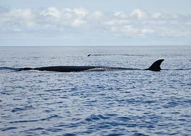 Sei Whale in the Ocean