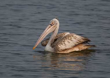 Pelican swimming in water