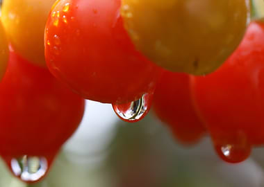 Tomatoes with Water Droplets
