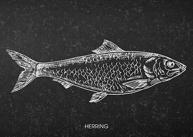 Herring Fish Chalkboard Illustration
