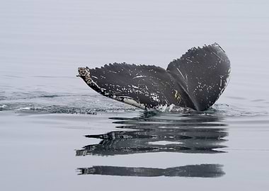 Humpback Whale Tail in Ocean