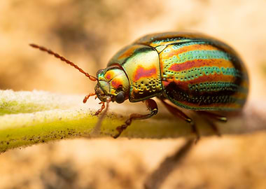 Iridescent Beetle on a Leaf