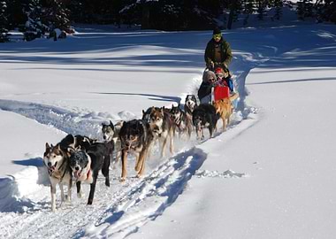 Dog sledding in a snowy landscape