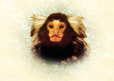 Portrait of a Marmoset Monkey