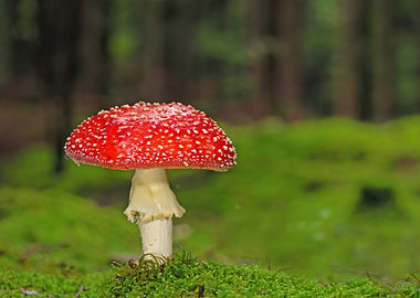 Red and White Mushroom in Forest