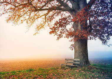 Autumn Tree with Bench in Fog