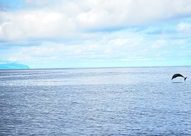 Dolphin leaping from the ocean