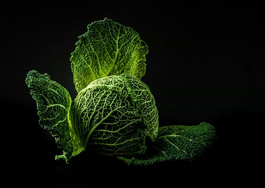 Savoy Cabbage on Black Background