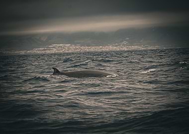Bryde Whale in the Ocean