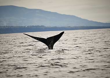 Whale Tail in Ocean Landscape